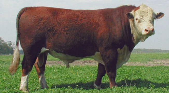 The British bred Hereford Beef Cattle breed.