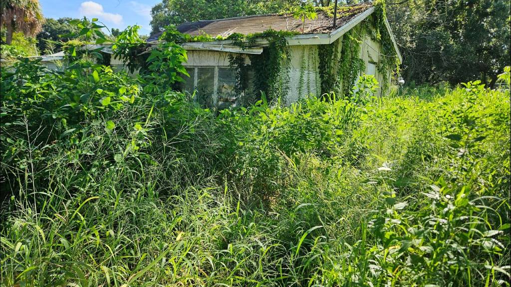 Tangled overgrown yard transformed to pristine turf maintenance showcase
